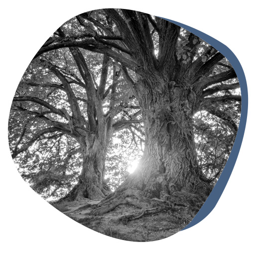 Terrasens - Le focusing